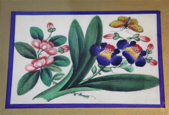 Four Chinese paintings on pith paper, of butterflies and flowers, 19th century, the largest image 22.5 x 15cm